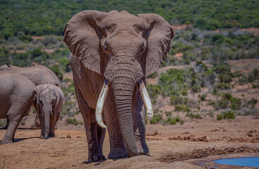  African bull elephant walking to get a drink and have one broken tusk probably from fighting