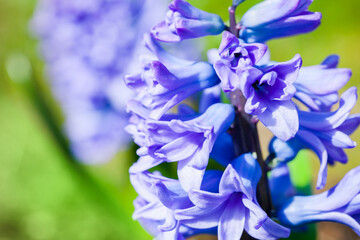 Hyacinths flowers macro photo