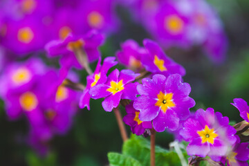 Fototapeta na wymiar Purple flowers macro photo. Primula flowering plants
