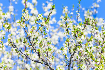 Cherry blossom. White flowers under blue sky