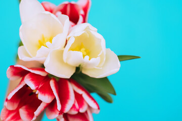 Fototapeta na wymiar A bouquet of pink and white tulips on a blue background.A beautiful festive bouquet.
