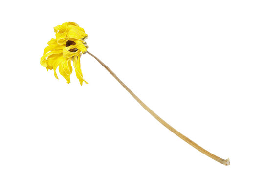 Wilted yellow chrysanthemum flower isolated on a white background.
