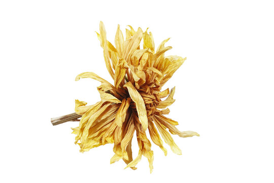 Wilted chrysanthemum flower isolated on a white background.