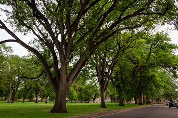 Fototapeta na wymiar College Campus_Fort Collins Colorado
