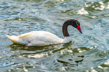 Black-necked Swan Punta Natales Chile