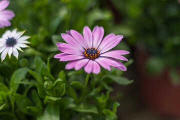 Blooming red blue chrysanthemum flowers and green leaves，Arctotis stoechadifolia var.grandis