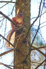 A red squirrel in backlight from the morning sun sits on a branch on a tree.
