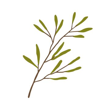 Hand-drawn branch with green leaves. Twig of foliage plant. Trendy botanical element isolated on white background. Colored flat vector illustration of greenery