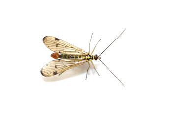 Common scorpion fly Panorpa communis on white background