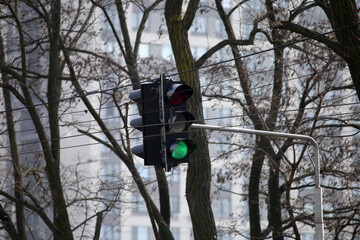 green car traffic light on the background of trees