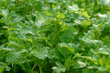 Background of green leaves in the sunlight.