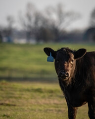 Portrait of an Angus bull calf with negative space