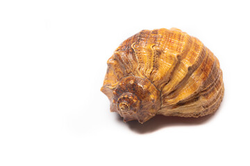 Seashell on a white background . An article about seashells. Vacation at the sea. Shopping by the sea. White background. Copy space