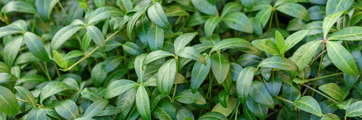 Natural green foliage background. Panorama.