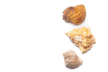 Seashell on a white background . An article about seashells. Vacation at the sea. Shopping by the sea. White background. Copy space
