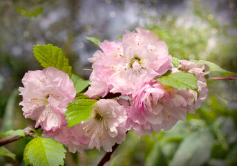 Blossoming Almond branch