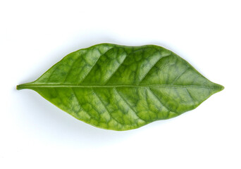 Fototapeta na wymiar Arabica coffee leaf on a white background.