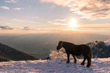 Cow pasturing on a mountain covered by snow at sunset