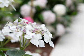 Close-up view of a white hydrangea flower.