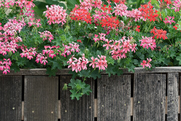 Fototapeta na wymiar View of blooming bushes of pink geraniums against the background of an old wooden fence.