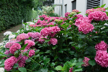 Fototapeta na wymiar View of the flowering bushes of pink and white hydrangea in the courtyard of the house.