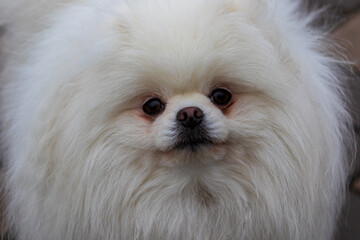 Fototapeta premium Bright white spitz in the park. A small, pure white Spitz dog walks in a city park and looks at the photographer. Close-up. Lovely dog, pet concept, cute doggy, pretty, domestic animal.