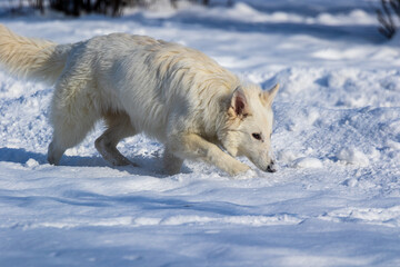 A large white dog on a walk runs through the bright snow in a city park. Sunny day. Pet. Close-up.