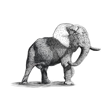elephant  freehand illustration 