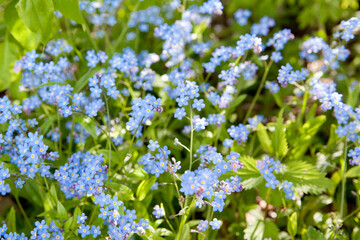 A bunch of forget me nots. Blue flowers in summer.
