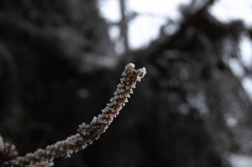 Close-up of a small icy twig on a blurred background
