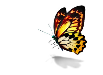 Color monarch butterfly , isolated on the white background