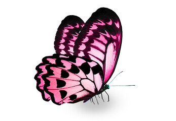 Color monarch butterfly , isolated on the white background