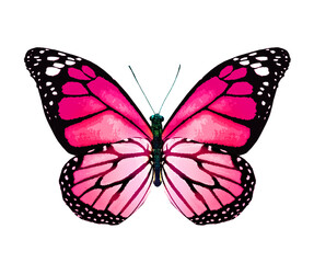 Color monarch butterfly , isolated on the white background