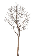 Fototapeta na wymiar Branch of dead tree with clipping path isolated on white background.