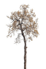 Tree isolated on white background