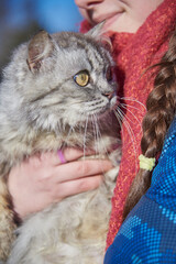 A fluffy cat with huge eyes in the girl's arms.