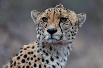 The Cheetah Eyes