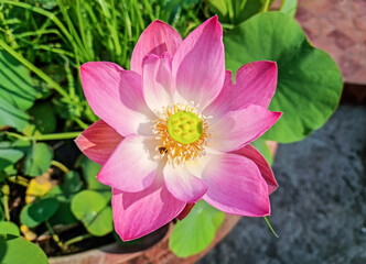 Fototapeta premium pink lotus flower with green leave.
