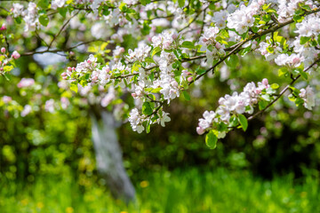appletree blossom branch in the garden in spring

