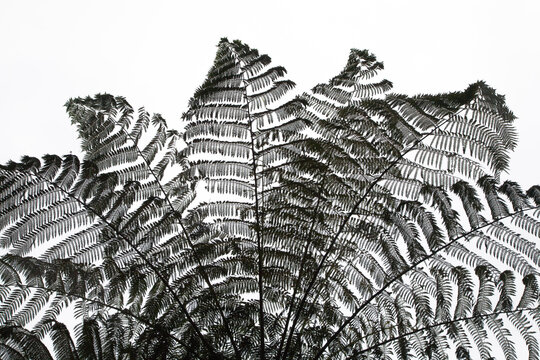 fern