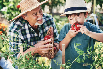 Boy smelling a freshly picked tomato from the bush - obrazy, fototapety, plakaty