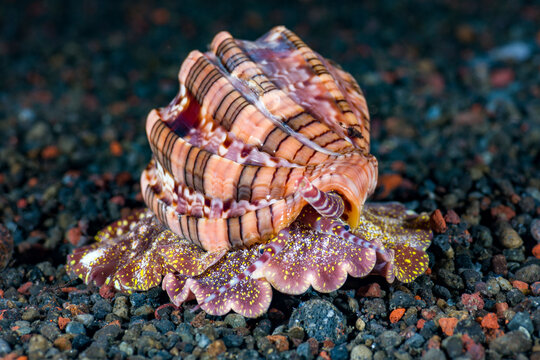 An amazing sea snail - Harpa harpa. Night underwater world of Tulamben, Bali, Indonesia.