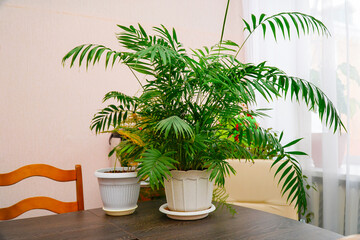 Houseplant Hamedorea elegant in pot on the table