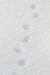 Animal footprints on a snow.