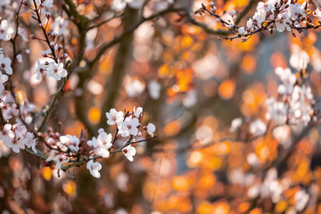 Autumn white flowers on a tree, brown leafs out of focus in the background. Spring time theme. Selective focus