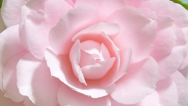 ピンクのツバキ　開花　タイムラプス