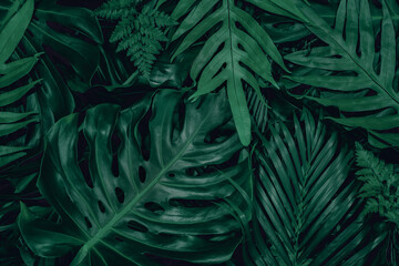 Fototapeta na wymiar Monstera green leaves or Monstera Deliciosa in dark tones(Monstera, palm, rubber plant, pine, bird’s nest fern), background or green leafy tropical pine forest patterns for creative design elements. 