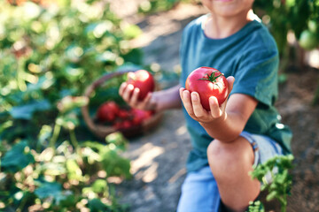 Close up of little boy holding tomatoes in his hands