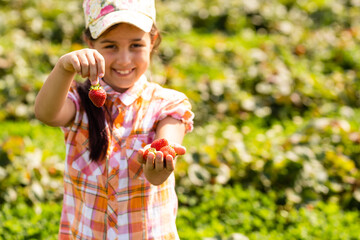 little girl picking strawberries in the field