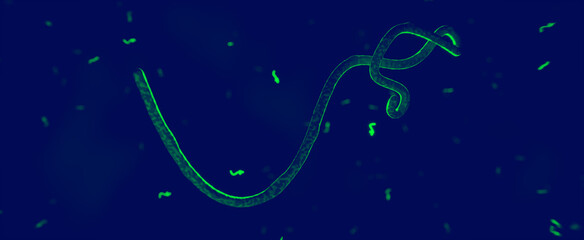 Ebola Virus